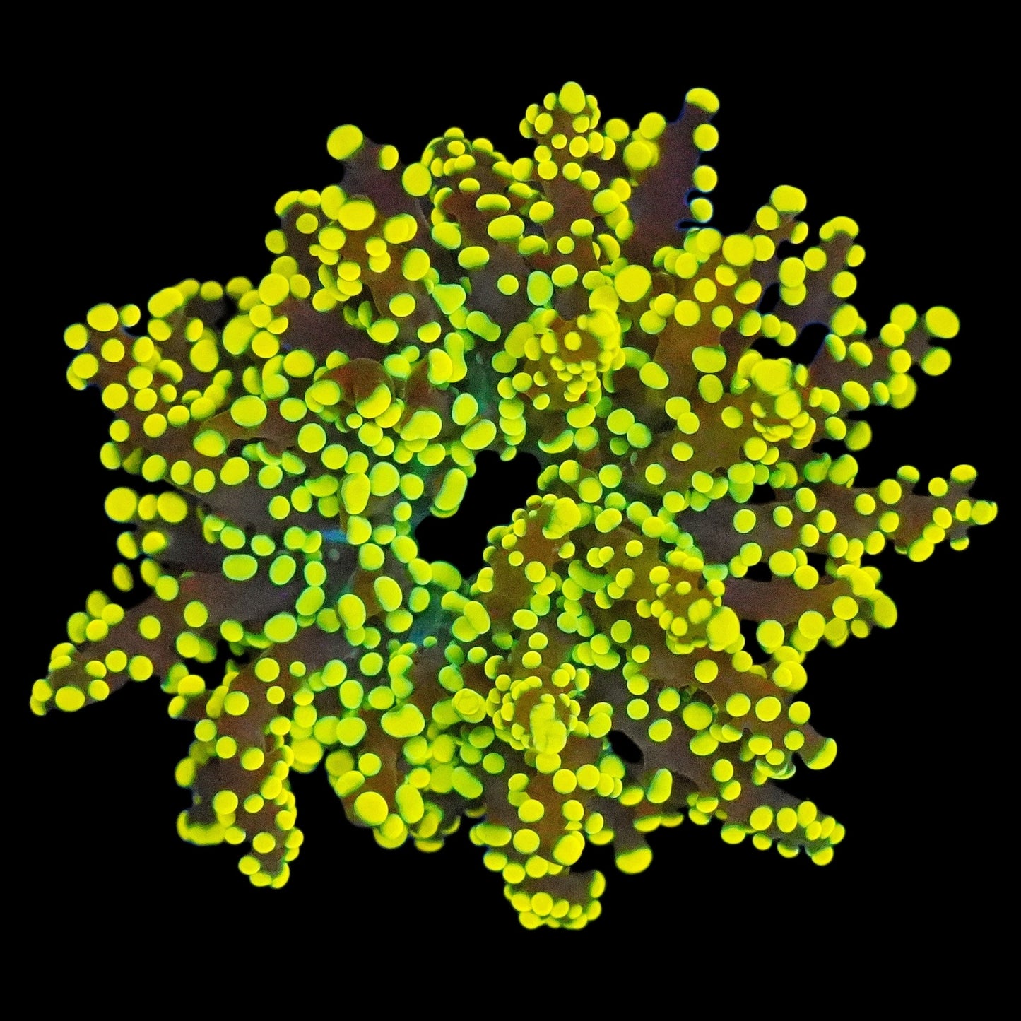 WYSIWYG Bumblebee Branching Octospawn LPS Coral Frag (1H)