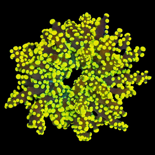 WYSIWYG Bumblebee Branching Octospawn LPS Coral Frag (1H)