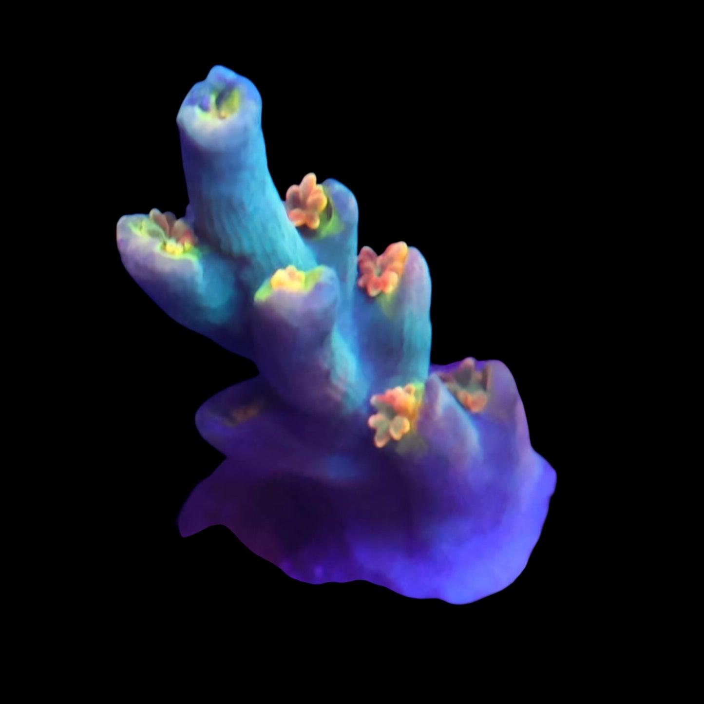 WYSIWYG Malaysian Speciosa SPS Coral Frag (S)