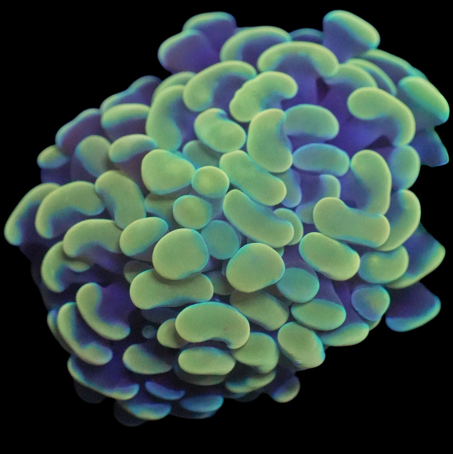 WYSIWYG Mint Frost Branching Hammer LPS Coral Frag (2H)