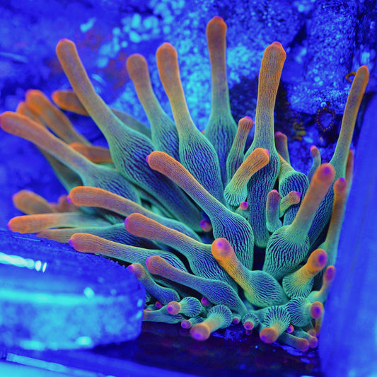 WYSIWYG BTS Holy Grail Bubble Tip Anemone