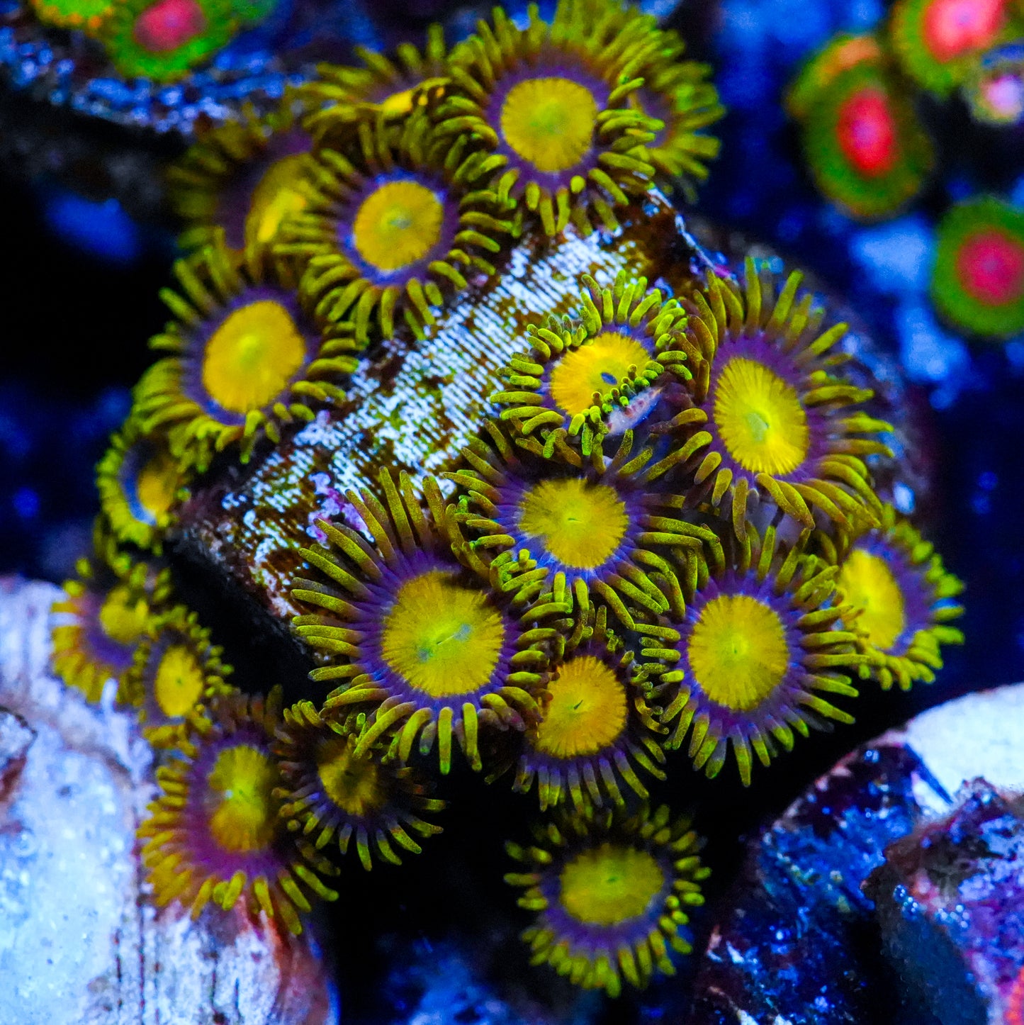 WYSIWYG King Midas Zoanthids Large Frag