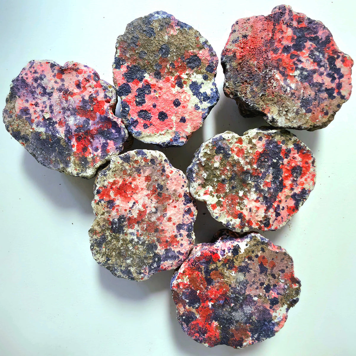6-Pack EcoQuaria EcoRock Coral Frag Plug Holder/Mount