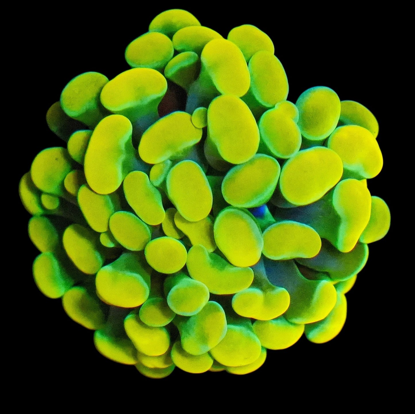 WYSIWYG Holy Moly Branching Hammer LPS Coral Frag