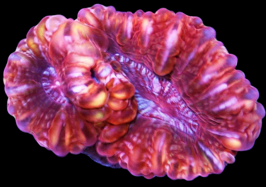 WYSIWYG Aussie Double Cynarina LPS Coral (XL)